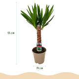 Green boutiQ - Kamerplant - Yucca elephantipes - Yucca - Weinig onderhoud - Groen - 1 - Pot 14cm - Hoogte 55cm
