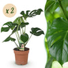 Green BoutiQ - Green is... Kamerplanten - Monstera Deliciosa - Gatenplant - Weinig onderhoud - Groen - 2 Planten - Pot 17cm - Hoogte 50-55cm
