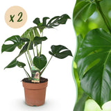 Green BoutiQ - Green is... Kamerplanten - Monstera Deliciosa - Gatenplant - Weinig onderhoud - Groen - 2 Planten - Pot 17cm - Hoogte 50-55cm