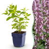 Green boutiQ - Vasteplant - Nepeta sib. Wild Orchid - Kattenkruid - Bijen en Vlinderlokkers - Roze - 12 Planten - Pot 11cm - Hoogte 15-25cm