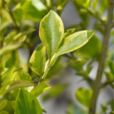 Green boutiQ - 8x Ligustrum ovalifolium Aureum - Bontbladige Liguster - Haagplanten - Groenblijvend - Bont - Pot 9cm - Hoogte 35-45cm