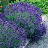 Green boutiQ - Haagplanten - Lavandula angustifolia Hidcote -blad grijs - 6 planten - 1 strekkende meter - groenblijvend - pot 17cm hoogte 30cm