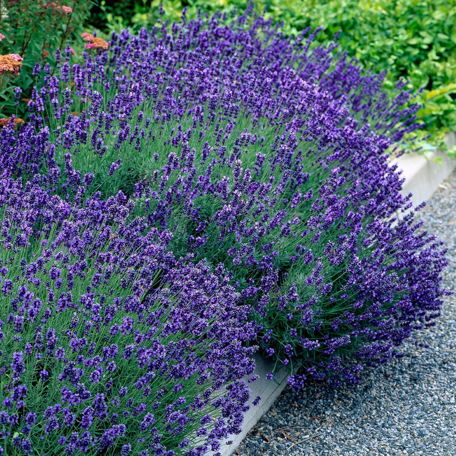 Lavandula angustifolia Hidcote — Lavendelhaag, 6 planten (1 strekkende meter), 30 cm
