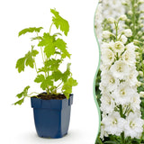 Green boutiQ - Vasteplant - Delphinium (P) Galahad - Ridderspoor - Bijen en Vlinderlokkers - Wit - 6 Planten - Pot 11cm - Hoogte 15-25cm