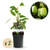 Green boutiQ - Fruitplant - Kiwi - Actinidia arguta Issai - Groene Vrucht - 2 planten -Pot 11cm Hoogte 40cm