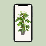 Monstera Minima - Ø19cm - ↕80cm