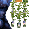 6 x Biologische Druivenplanten — 6 stuks — Ø13 cm, 20 cm hoog