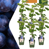 6 x Biologische Druivenplanten — 6 stuks — Ø13 cm, 20 cm hoog