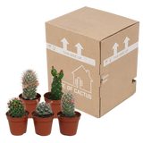 Cactus mix 5.5 cm - zonder pot bloeiend - 5x