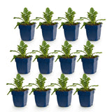 Green boutiQ - Vasteplant - Scabiosa col. Butterfly Blue - Duifkruid - Bijen en Vlinderlokkers - Paars - 12 Planten - Pot 11cm - Hoogte 15-25cm