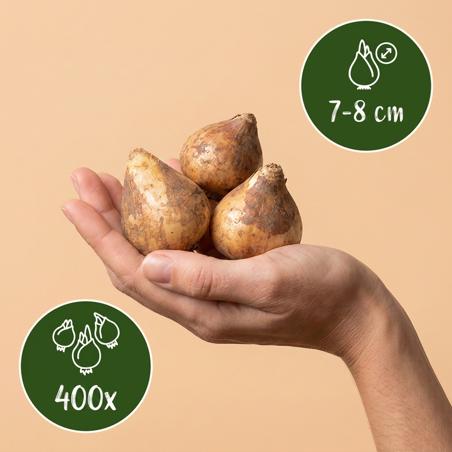 Scillabollen Siberica — blauw, 400 stuks (bolmaat 7/8)