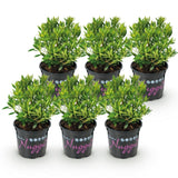Green boutiQ - Dwerg Rhododendron - Rhododendron Bloombux Light Pink - Bloeiende Buxus - Weinig Onderhoud - Licht Roze Bloem - 6 Planten - Pot 10,5cm - Hoogte 20-25cm