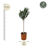 Nerium Oleander op stam met witte bloem - 170cm - Ø30