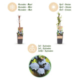 Green boutiQ - Fruitplant - Vaccinium corymbosum Bluecrop - Bosbes - Winterhard - Blauwe Bes - 2 Planten - Pot 15cm - Hoogte 50cm
