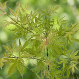 Green boutiQ - Terrasplant - Japanse Esdoorn - Acer palmatum Methamorphosa - Groen - 2 Planten - Bladverliezend - Pot 19cm Hoogte 70cm