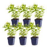 Green boutiQ - Vasteplant - Nepeta sib. Wild Orchid - Kattenkruid - Bijen en Vlinderlokkers - Roze - 6 Planten - Pot 11cm - Hoogte 15-25cm