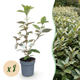 Green boutiQ - 8x Elaegnus ebbingei Compacta - Olijfwilg - Haagplanten - Groenblijvend - Grijs - Pot 9cm - Hoogte 25-35cm