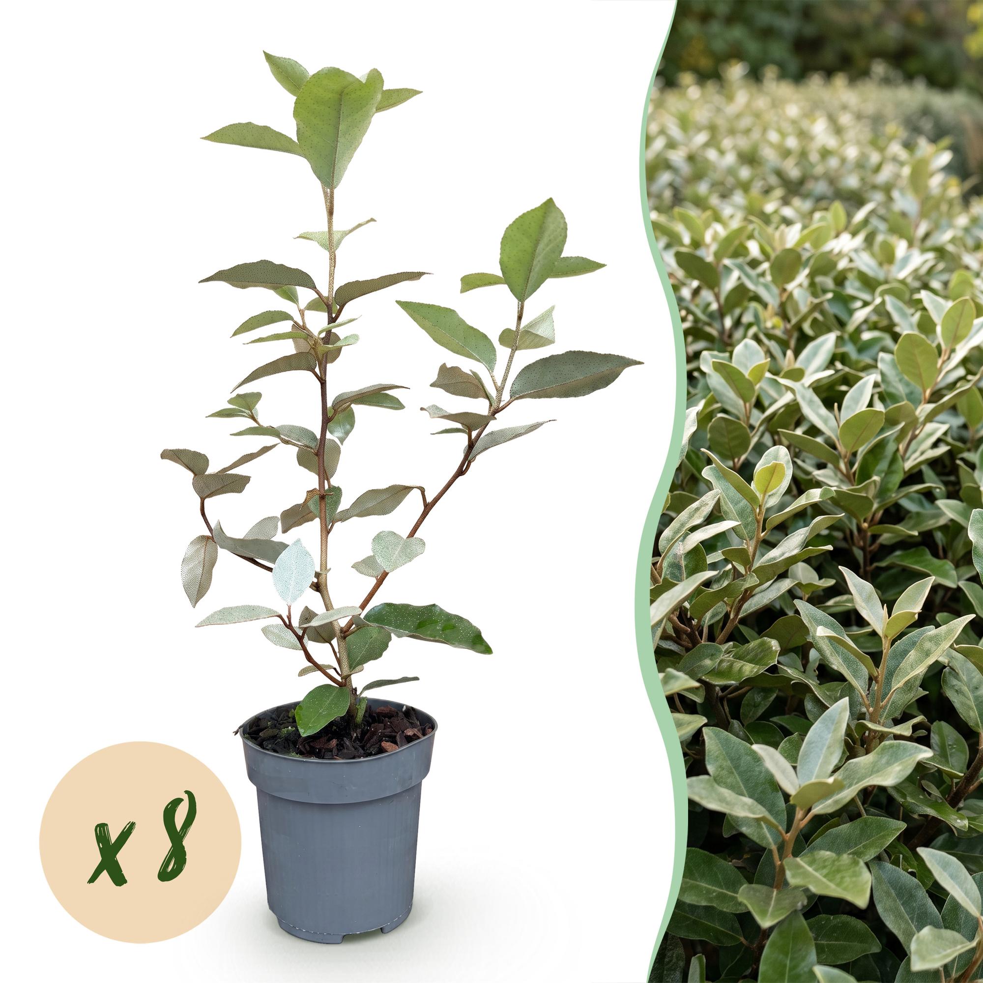 Green boutiQ - 8x Elaegnus ebbingei Compacta - Olijfwilg - Haagplanten - Groenblijvend - Grijs - Pot 9cm - Hoogte 25-35cm