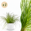 Green boutiQ - Kamerplant - Cyperus alternifolius Zumula - Kattengras - Huisdiervriendelijke Plant - Groen - 2 Planten - met Potter Wit - Pot 12cm - Hoogte 20cm
