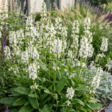 Green boutiQ - Vasteplant - Stachys off. Alba - Ezeloor - Bijen- en vlinderlokkers - Wit - 6 Planten - Pot 11cm - Hoogte 15-25cm