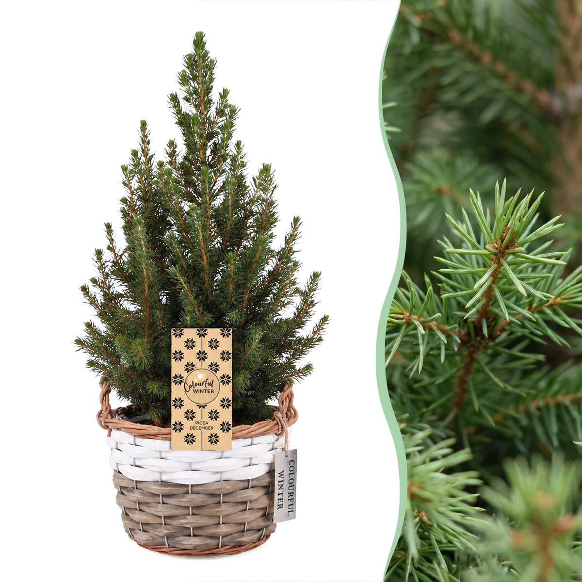 Set van 4 — Kegelspar kerstboom — Ø17 cm, 65 cm hoog — met mand