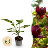 Green boutiQ - Tuinplant - Magnolia Genie - Bloem Paars - 3 Planten - Bladverliezend - Weinig Onderhoud - Pot 12cm Hoogte 30cm