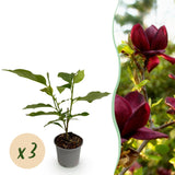 Green boutiQ - Tuinplant - Magnolia Genie - Bloem Paars - 3 Planten - Bladverliezend - Weinig Onderhoud - Pot 12cm Hoogte 30cm