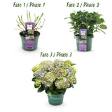 Green boutiQ - Terrasplant - Hortensia - Hydrangea Magical Jewel Blue - Blauw - 6-10 Bloemen - Pot 23cm Hoogte 55cm