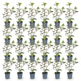 Green boutiQ - 24x Eleagnus ebbingei Compacta - Olijfwilg - Haagplanten - Groenblijvend - Grijs - Pot 9cm - Hoogte 25-35cm