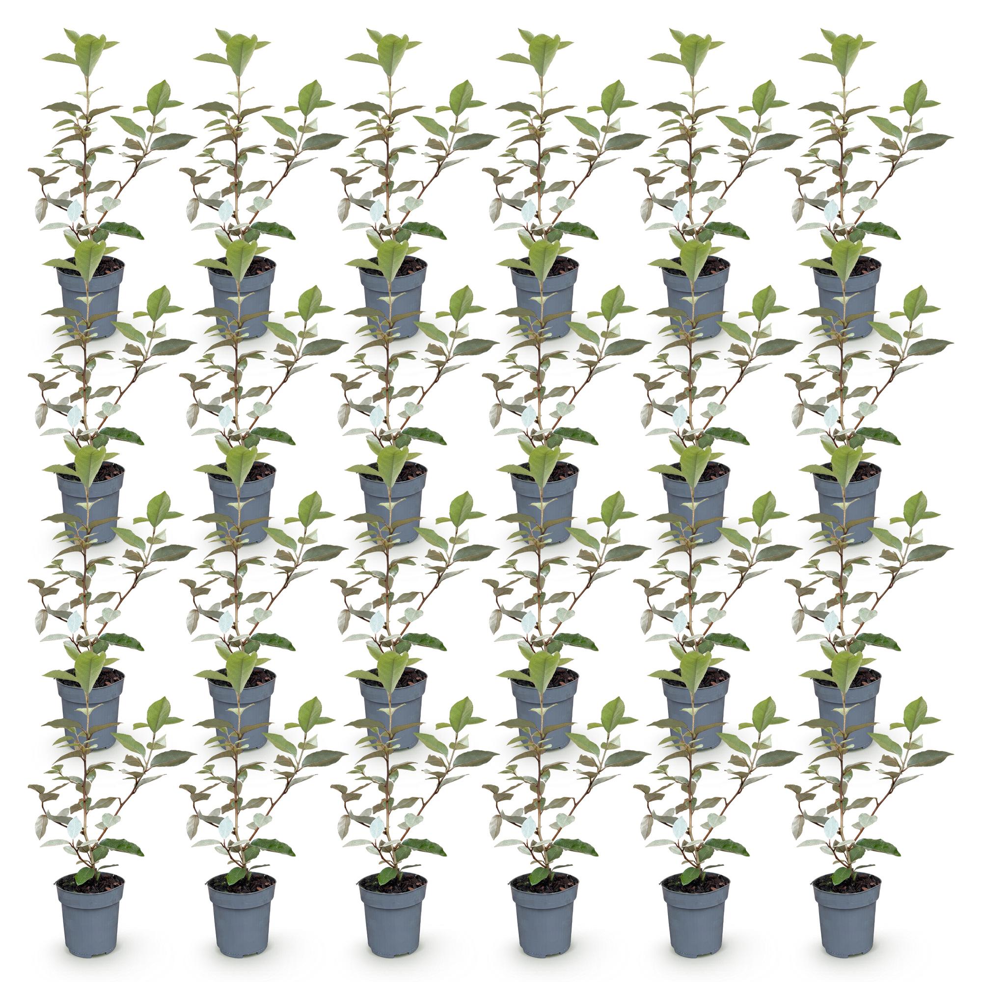Green boutiQ - 24x Eleagnus ebbingei Compacta - Olijfwilg - Haagplanten - Groenblijvend - Grijs - Pot 9cm - Hoogte 25-35cm