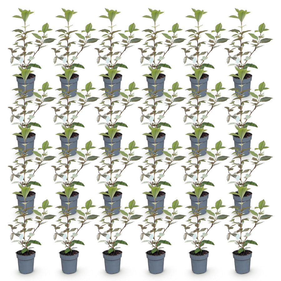 Eleagnus ebbingei Compacta — Olijfwilghaag, 24 stuks, 25-35 cm