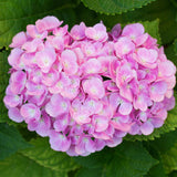 Green boutiQ - Hortensia - Hydrangea macrophylla Pink - Bloem Roze - 1 Plant -Bladverliezend - Weinig Onderhoud - Pot 17cm Hoogte 30cm