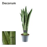 Sansevieria Spearmint - Ø14cm - ↕55cm