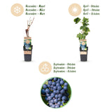 Green boutiQ - Fruitplant - Vitis vinifera Regent - Druivenplant - Geent - Blauwe Druif - 2 Planten - Pot 15cm - Hoogte 50cm