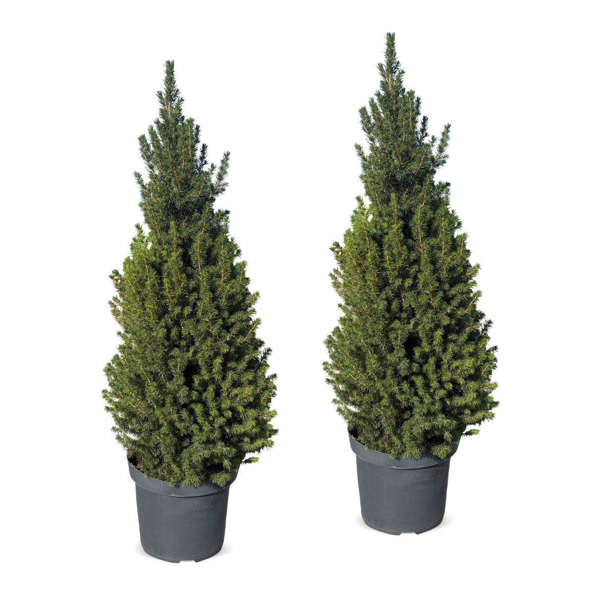 Set van 2 — Kegelspar kerstboom — Ø26 cm, 110 cm hoog