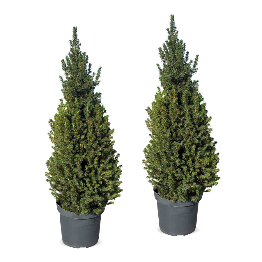 Set van 2 – Pot Ø26 cm · 110 cm hoog · Kegelspar kerstboom (foto 2)