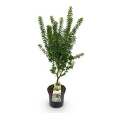 Green boutiQ - Tuinplant - Acer palmatum Koto Hime - Japanse Esdoorn - Bladverliezend - Groen - 1 - Pot 26cm - Hoogte 90cm