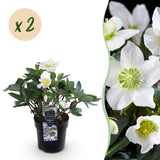 Green boutiQ - Tuinplant - Kerstroos - Helleborus Christmas Carol- Witte Bloem -2 Planten - Groenblijvend - Pot 10,5cm Hoogte 25cm