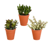 Crassula mix 8.5 cm - 3x - in terracotta pot