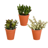 Crassula mix 8.5 cm - 3x - in terracotta pot