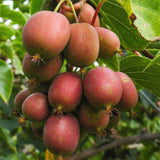 Green boutiQ - Fruitplant - Actinidia deliciosa Ken,s Red - Kiwiplant - Vrouwelijk - Rode Vrucht - 2 Planten - Pot 15cm - Hoogte 50cm