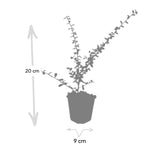 24x Cotoneaster suec. 'Coral Beauty' - ↕10-25cm - Ø9cm