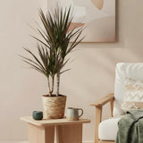 Green BoutiQ - Green is... Kamerplanten - Dracaena Magenta - Drakenbloedboom - Weinig onderhoud - met mand - Groen - 2 Planten - Pot 17cm - Hoogte 70-80cm