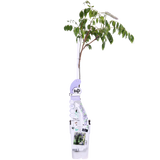 Wisteria sinensis Caroline - Paarse Regen - Ø15cm - ↕65cm