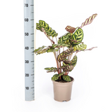 Calathea Makoyana Ø17cm - ↕40 - 50cm