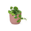 Scindapsus Pictus ‘Argyraeus’ in ELHO Vibes Fold 14cm roze