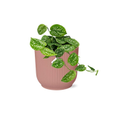 Scindapsus Pictus ‘Argyraeus’ in ELHO Vibes Fold 14cm roze