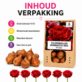Tulpenbollen Bombastic Red — rode pioentulp, 20 stuks (maat 11/12)
