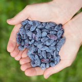 Green boutiQ - Fruitplanten - Honingbes - Lonicera caerulea Kamtschatica - Winterhard - 6 Planten - Pot 9 cm - BlauwBes