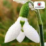 Sneeuwklokjes (Galanthus) — 30 bollen